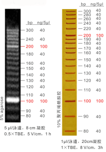 10bp Ladder DNA Marker M1011/M1012